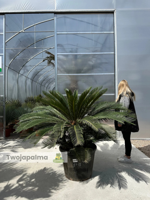 Cycas revoluta - wys. pnia: 34cm, wys. rośliny: 110cm Cycas revoluta - wys. pnia: 34cm, wys. rośliny: 110cm