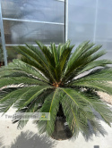 Cycas revoluta - wys. pnia: 34cm, wys. rośliny: 110cm