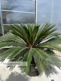 Cycas revoluta - wys. pnia: 34cm, wys. całkowita: 160cm