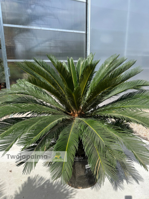 Cycas revoluta - wys. pnia: 34cm, wys. rośliny: 110cm Cycas revoluta - wys. pnia: 34cm, wys. rośliny: 110cm