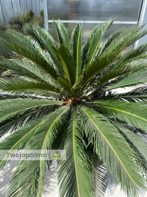 Cycas revoluta - wys. pnia: 34cm, wys. rośliny: 110cm Cycas revoluta - wys. pnia: 34cm, wys. rośliny: 110cm