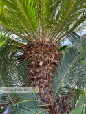Cycas revoluta - wys. pnia: 34cm, wys. rośliny: 110cm