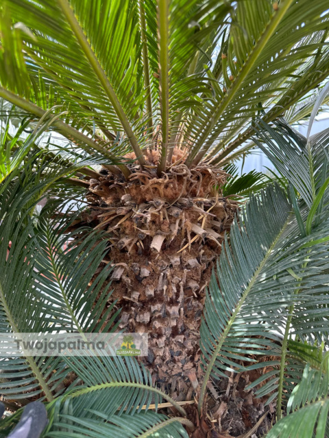 Cycas revoluta - wys. pnia: 34cm, wys. rośliny: 110cm Cycas revoluta - wys. pnia: 34cm, wys. rośliny: 110cm