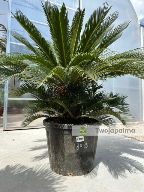 Cycas revoluta - wys. pnia: 34cm, wys. rośliny: 110cm Cycas revoluta - wys. pnia: 34cm, wys. rośliny: 110cm
