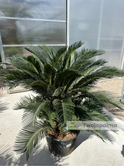 Cycas revoluta - wys. pnia: 40cm, wys. rośliny: 120cm Cycas revoluta - wys. pnia: 40cm, wys. rośliny: 120cm