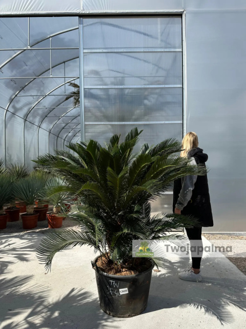 Cycas revoluta - wys. pnia: 40cm, wys. rośliny: 120cm Cycas revoluta - wys. pnia: 40cm, wys. rośliny: 120cm