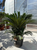 Cycas revoluta - wys. pnia: 40cm, wys. rośliny: 120cm