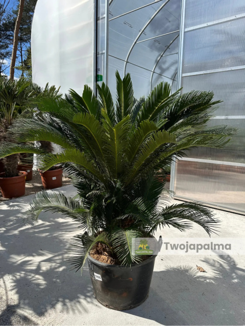 Cycas revoluta - wys. pnia: 40cm, wys. rośliny: 120cm Cycas revoluta - wys. pnia: 40cm, wys. rośliny: 120cm