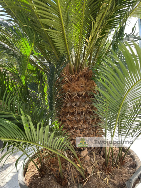 Cycas revoluta - wys. pnia: 40cm, wys. rośliny: 120cm Cycas revoluta - wys. pnia: 40cm, wys. rośliny: 120cm