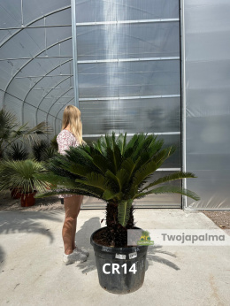 Cycas revoluta - výška kmene: 42cm, celková výška: 140cm