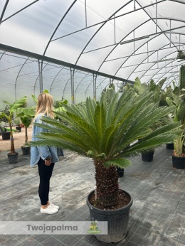 cycas revoluta trunk 53cm
