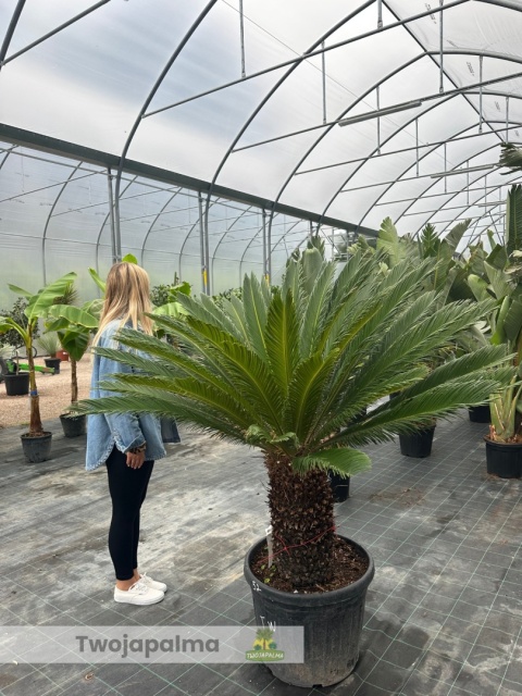 cycas revoluta wysokość pnia 53cm