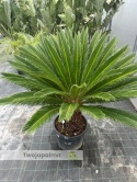 Cycas revoluta - wys. pnia: 53cm, wys. całkowita: 160cm