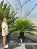 Cycas revoluta - wys. pnia: 53cm, wys. całkowita: 160cm