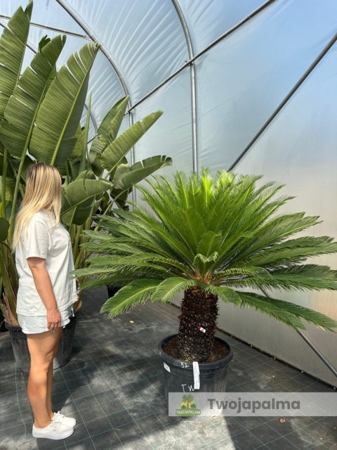 Cycas revoluta - wys. pnia: 53cm, wys. całkowita: 160cm Cycas revoluta - wys. pnia: 53cm, wys. całkowita: 160cm
