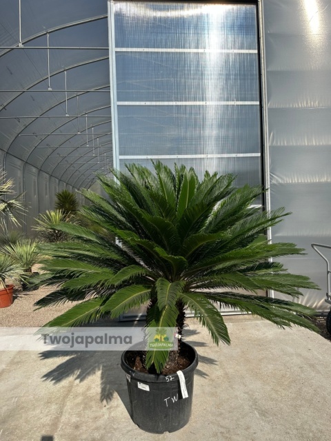 Cycas revoluta - wys. pnia: 53cm, wys. całkowita: 160cm Cycas revoluta - wys. pnia: 53cm, wys. całkowita: 160cm