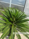 Cycas revoluta - wys. pnia: 53cm, wys. całkowita: 160cm