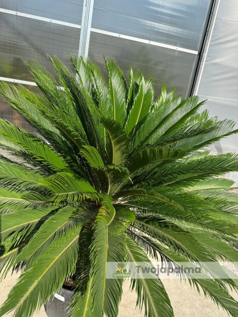Cycas revoluta - wys. pnia: 53cm, wys. całkowita: 160cm Cycas revoluta - wys. pnia: 53cm, wys. całkowita: 160cm