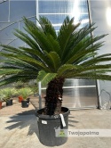 Cycas revoluta - wys. pnia: 53cm, wys. całkowita: 160cm
