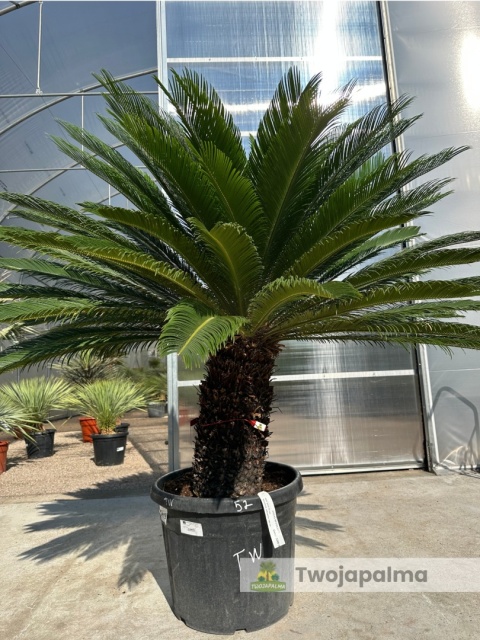 Cycas revoluta - wys. pnia: 53cm, wys. całkowita: 160cm Cycas revoluta - wys. pnia: 53cm, wys. całkowita: 160cm