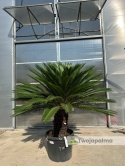 Cycas revoluta - wys. pnia: 53cm, wys. całkowita: 160cm