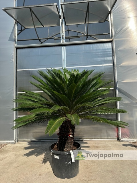 Cycas revoluta - wys. pnia: 53cm, wys. całkowita: 160cm Cycas revoluta - wys. pnia: 53cm, wys. całkowita: 160cm
