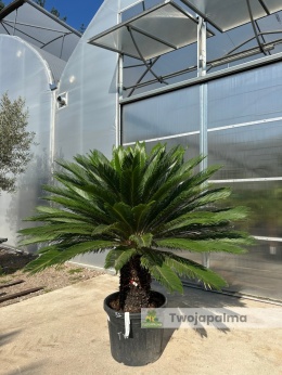 Cycas revoluta - wys. pnia: 53cm, wys. całkowita: 160cm