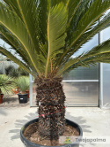 Cycas revoluta - wys. pnia: 58cm, wys. całkowita: 170cm