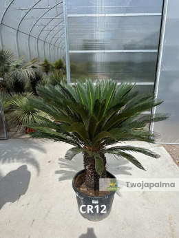 Cycas revoluta - výška kmene: 58cm, výška rostliny: 130cm