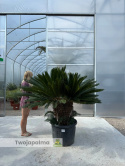 Cycas revoluta - wysokość całkowita: 180cm (double head)