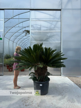 Cycas revoluta - wysokość całkowita: 180cm (double head)