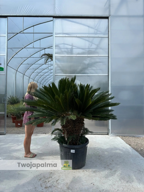 Cycas revoluta - wysokość całkowita: 180cm (double head) Cycas revoluta - wysokość całkowita: 180cm (double head)