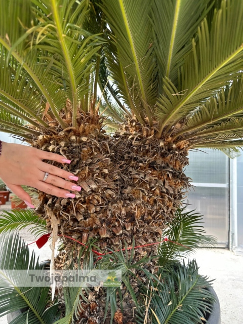 Cycas revoluta - wysokość całkowita: 180cm (double head) Cycas revoluta - wysokość całkowita: 180cm (double head)