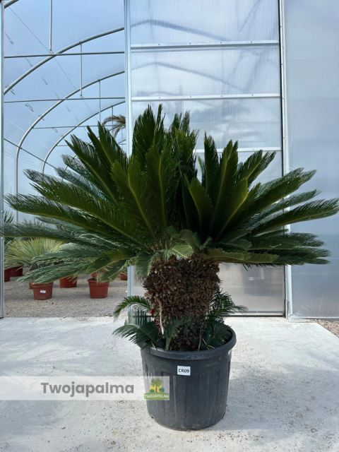 Cycas revoluta - wysokość całkowita: 180cm (double head) Cycas revoluta - wysokość całkowita: 180cm (double head)