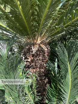 Cycas revoluta - wysokość całkowita: 200cm
