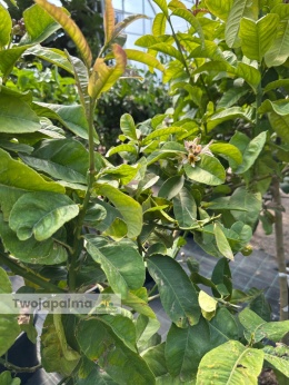 Cytron 'Ręka Buddy' drzewko (Citrus medica) - wys. całkowita z donicą: ok. 180cm