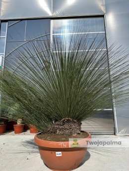 Dasylirion longissimum - dwa pnie - wysokość rośliny: 150cm