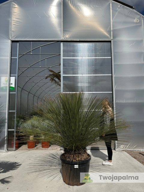 Dasylirion longissimum - wysokość rośliny: 130cm