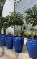 Glazed ceramic pot diameter: 62cm, height: 79cm