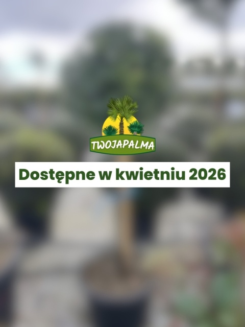 Drzewko laurowe - Liść laurowy - Laurus nobilis