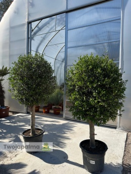 Drzewo Oliwne, Oliwka europejska (Olea europaea) wys. całkowita 170-200cm