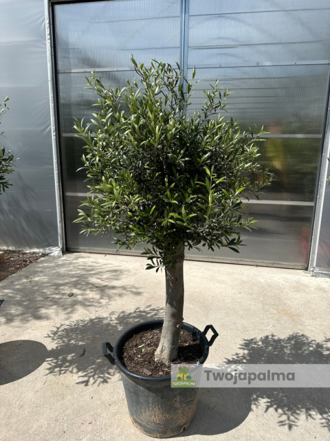Drzewo Oliwne, Oliwka europejska (Olea europaea) wys. całkowita 150-170cm Drzewo Oliwne, Oliwka europejska (Olea europaea) wys. całkowita 150-170cm