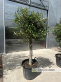 Drzewo Oliwne, Oliwka europejska (Olea europaea) wys. całkowita 150-170cm