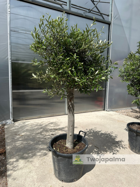 Drzewo Oliwne, Oliwka europejska (Olea europaea) wys. całkowita 150-170cm Drzewo Oliwne, Oliwka europejska (Olea europaea) wys. całkowita 150-170cm