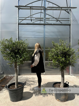 Drzewo Oliwne, Oliwka europejska (Olea europaea) wys. całkowita 150-170cm