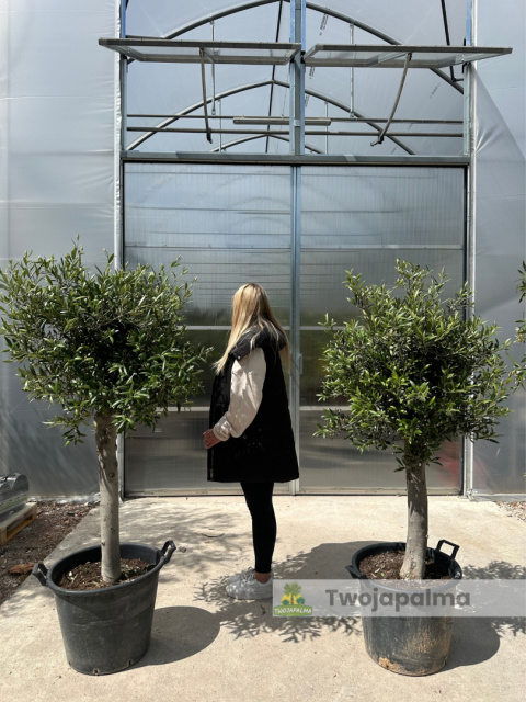 Drzewo Oliwne, Oliwka europejska (Olea europaea) wys. całkowita 150-170cm Drzewo Oliwne, Oliwka europejska (Olea europaea) wys. całkowita 150-170cm