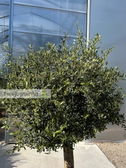 Drzewo-oliwne-olea-europaea-wysokość-całkowita-200-cm-twojapalma