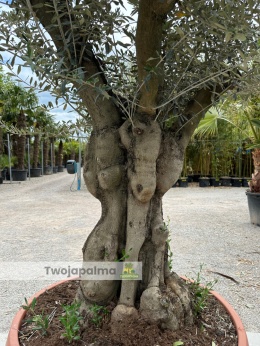 Drzewo-oliwne-olea-europaea-wysokość-całkowita-250-cm-twojapalma