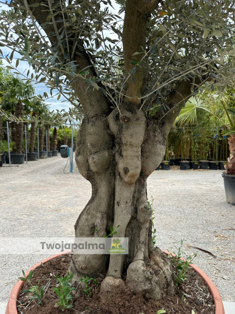Drzewo Oliwne, Oliwka europejska (Olea europaea) wys. całkowita: ok. 250cm Drzewo Oliwne, Oliwka europejska (Olea europaea) wys. całkowita: ok. 250cm