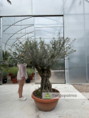 Drzewo Oliwne, Oliwka europejska (Olea europaea) wys. całkowita: ok. 250cm